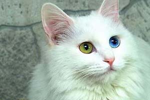 white cat.jpg